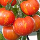 Salat-Tomate Tigerella