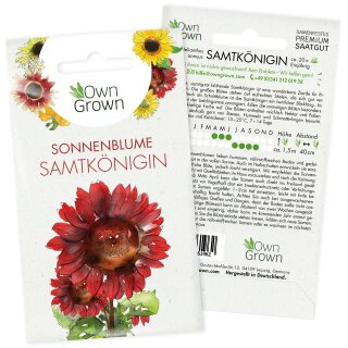 Sonnenblume Samtk&ouml;nigin