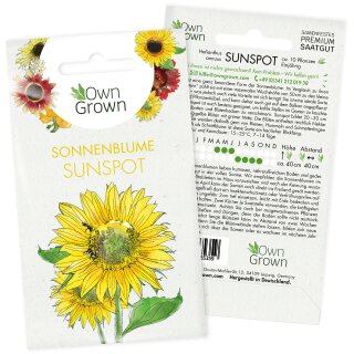 Sonnenblume Sunspot