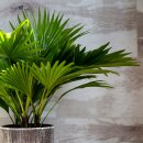 Zimmerpflanze Hanf-Palme