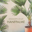 Zimmerpflanze Hanf-Palme