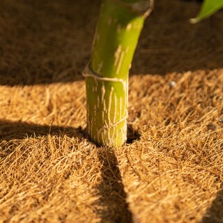 Kokos-Mulchscheiben - natürlicher Kälteschutz für Pflanzen 🌱 OwnGrown