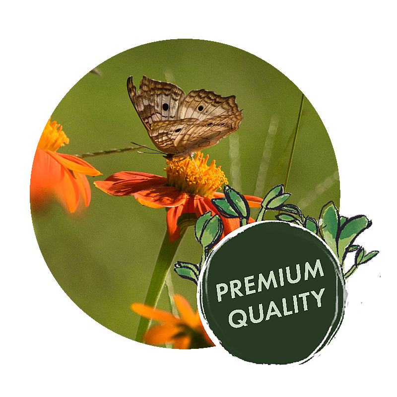 OwnGrown Premium Seeds – Find us on