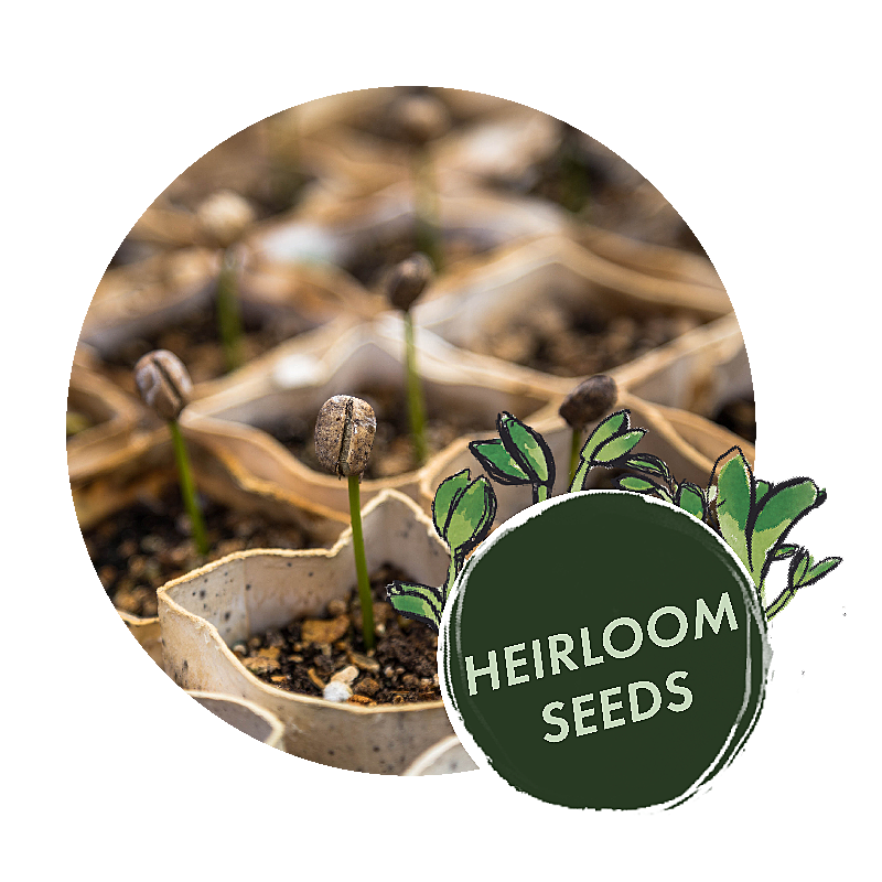 OwnGrown Premium Seeds – Find us on