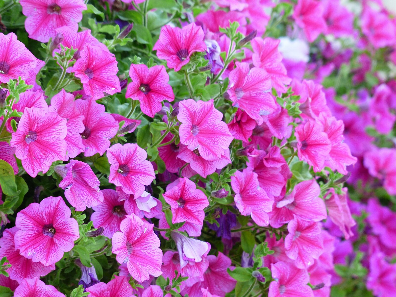 100 Tri-color Selten Petunie  Annual Blume Saat Zuhause Garten Schönheit  G S1Y6 